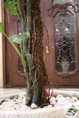 ریشه های هوایی گیاه برگ انجیری-سرچنار