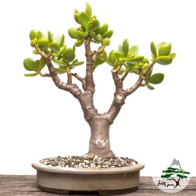 گیاه بن سای bonsai crassula