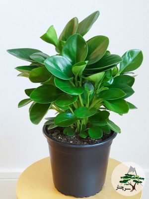 peperomia-obtusifolia- گیاه قاشقی