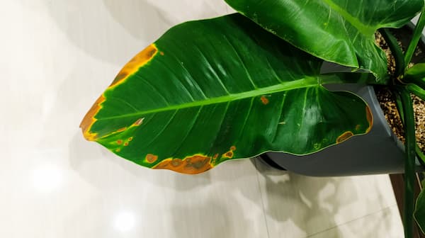 سوختگی برگ گل فیلودندرون سرچنار