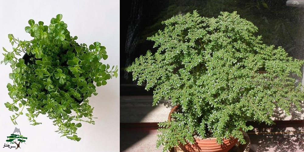 Microphylla گیاه آپارتمانی پیله آ