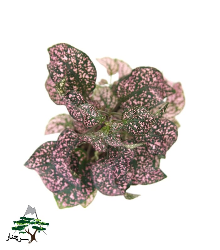 Pink-Brocade-Plant گل سنگ
