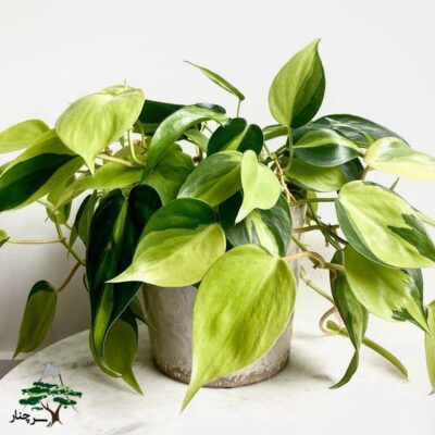 گل فیلودندرون-گیاهان آپارتمانی مقاوم به سرما