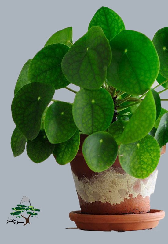 pilea sharing plant pilea sharing plant