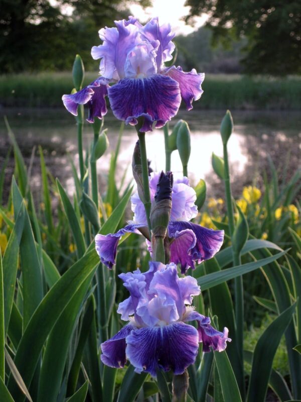 Bearded iris گل زنبق