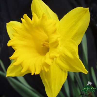 Daffodil Trumpet