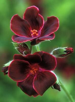 گل شمعدانی - Elegance Burgundy’ Regal Geranium