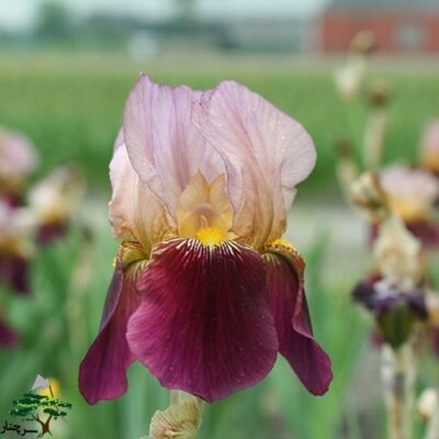 Iris germanica-گل زنبق آلمانی
