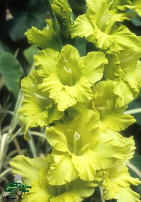 گل گلایل - gladiolus Green Lace