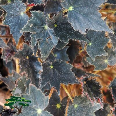 rhizomatous begonia
