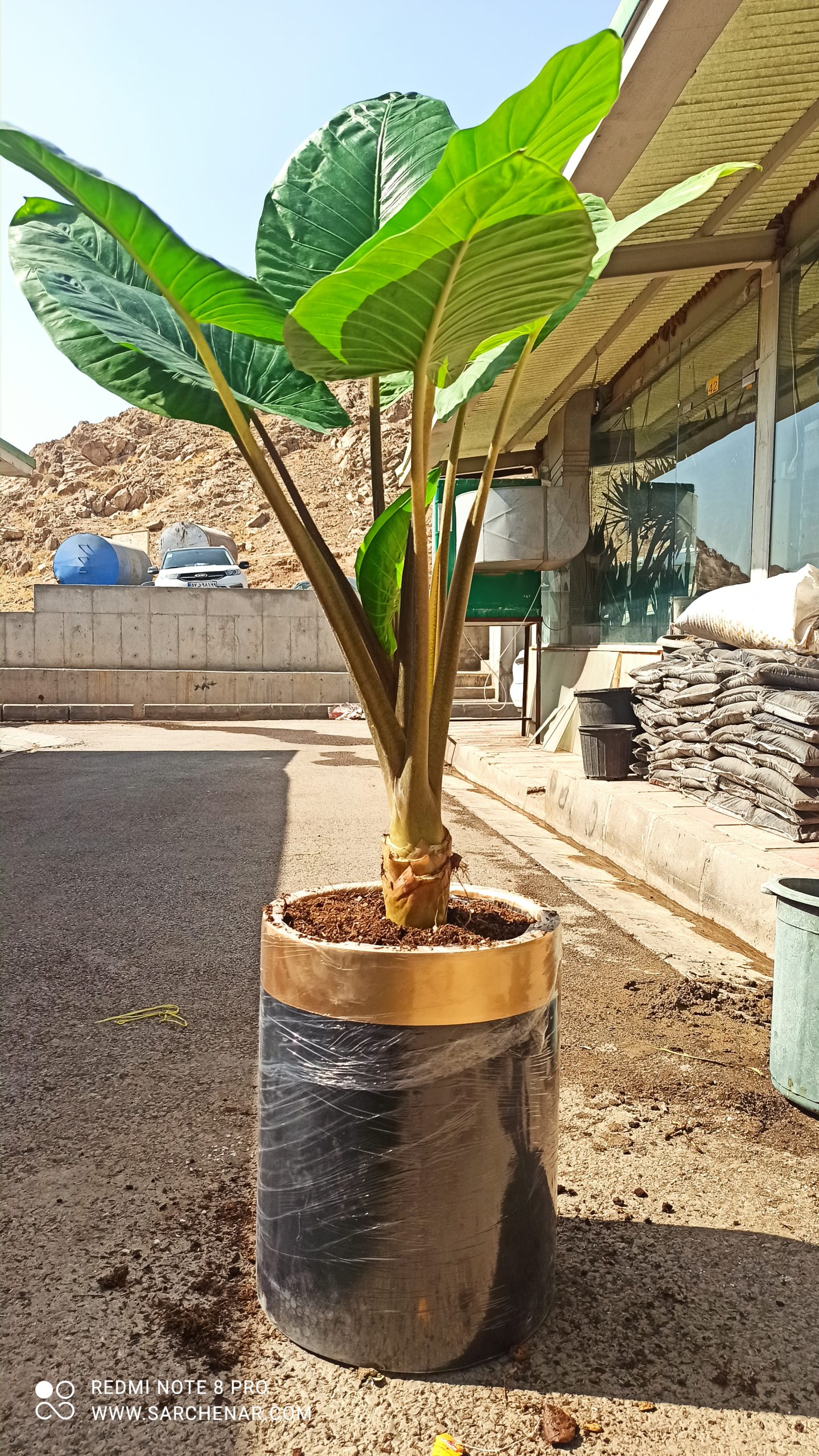 صفر تا صد نگهداری گل بابا آدم - فروشگاه اینترنتی سرچنار