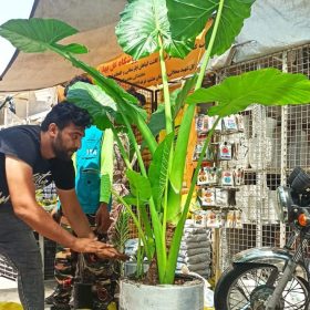 گل بابا آدم سرچنار