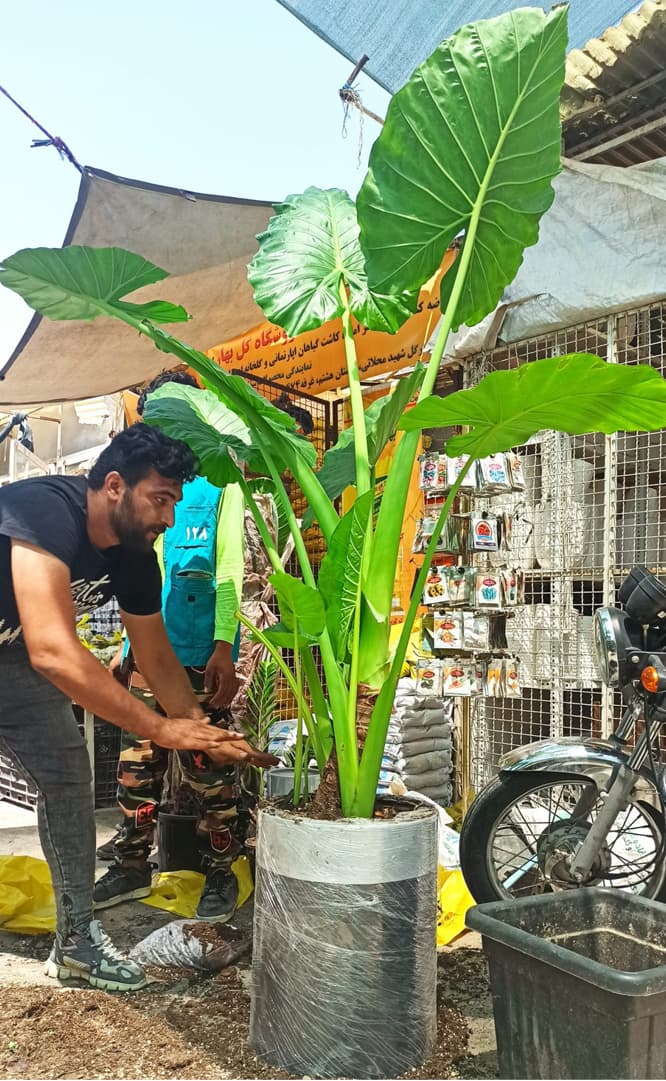 گل بابا آدم سرچنار