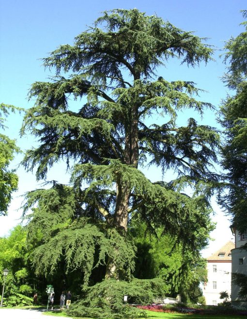 درخت سدر لبنان