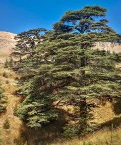 فرم درخت سدر لبنان