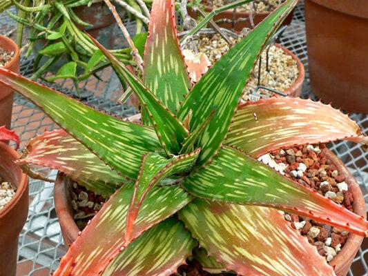 Aloe somaliensis گیاه آلوئه ورا