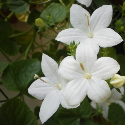 گل استکانی سفید