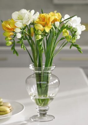 گل فریزیا مناسب دسته گل و باکس گل معطر