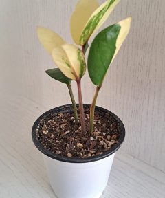 خرید زاموفیلیا ابلق