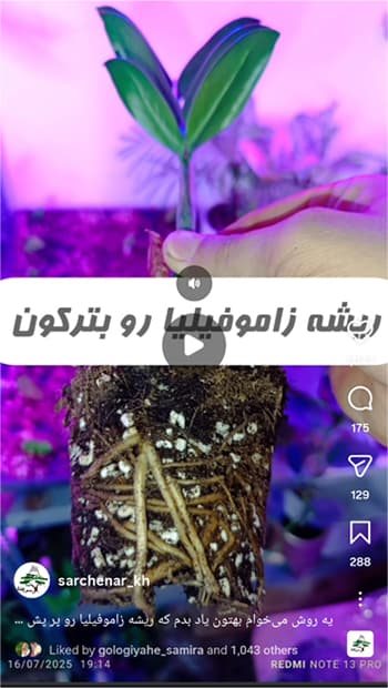 اینستاگرام سرچنار