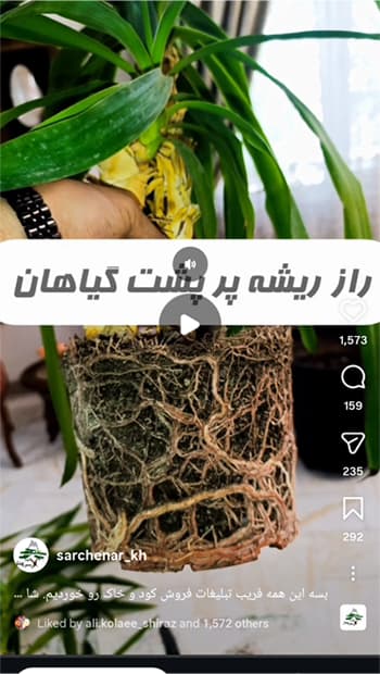 اینستاگرام سرچنار