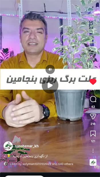 اینستاگرام سرچنار